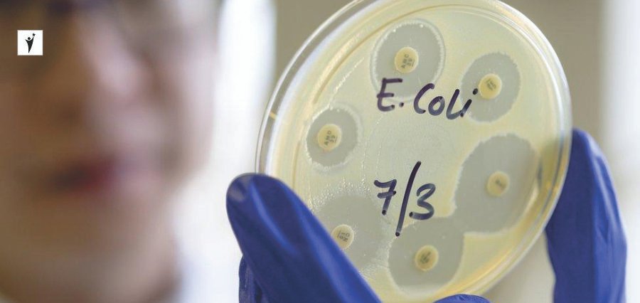 E. coli